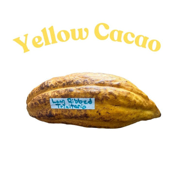 Trinitao Cacao Tree Yellow, Long Ribbed – Fruit-Bearing Theobroma Cacao Tree